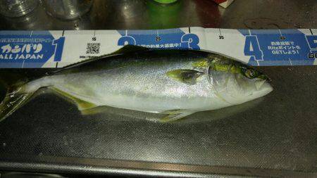 釣れていたはずのハマチ釣り