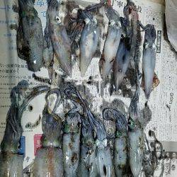 爆釣アオリイカ