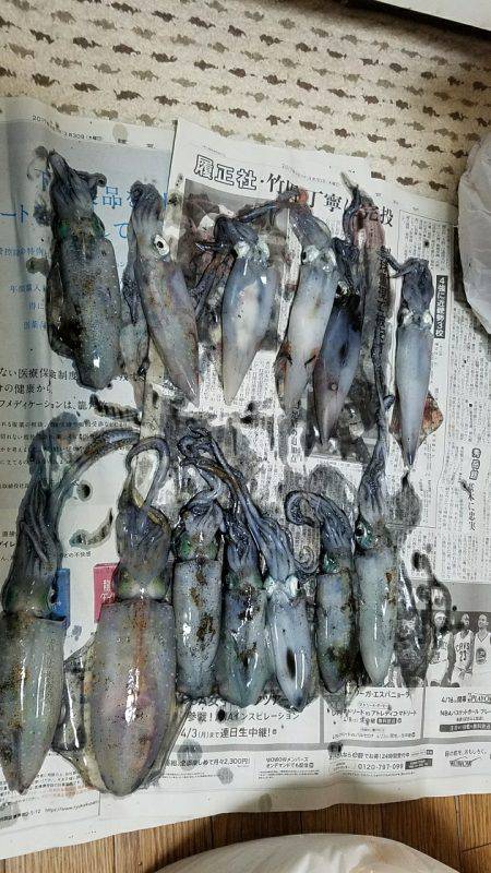 爆釣アオリイカ