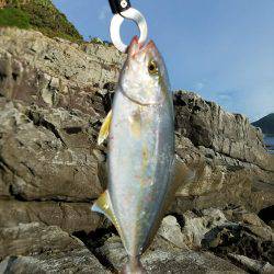 佐多岬でルアー釣り