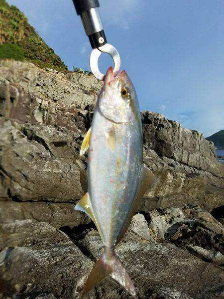 佐多岬でルアー釣り