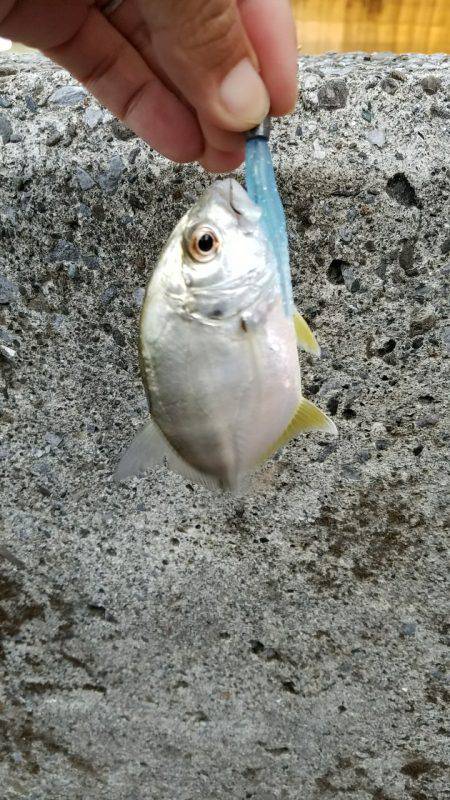 メッキ釣り(エバ)