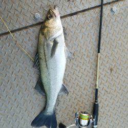 チヌ、シーバス