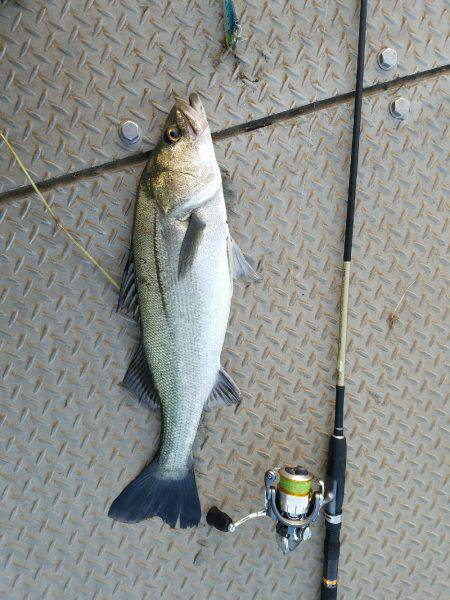 チヌ、シーバス