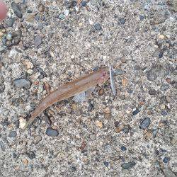 バスタックルでショアジギ