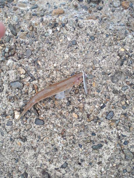 バスタックルでショアジギ