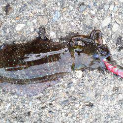 アオリイカ連発