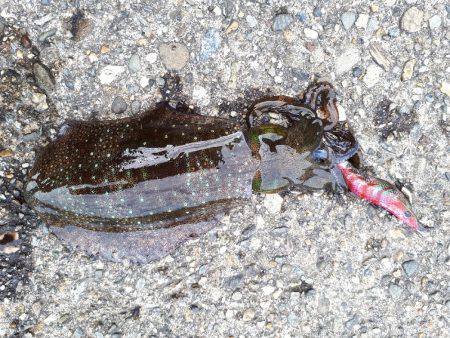 アオリイカ連発