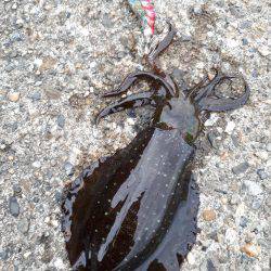 風なくてやりやすいエギング