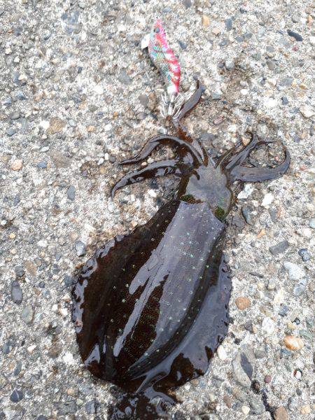 風なくてやりやすいエギング