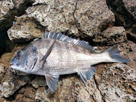 またしてもヒラマサに出会えず