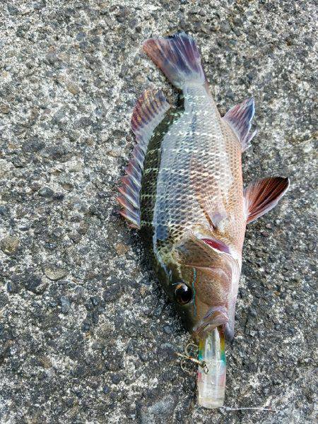 マングローブジャック、ギンガメアジ