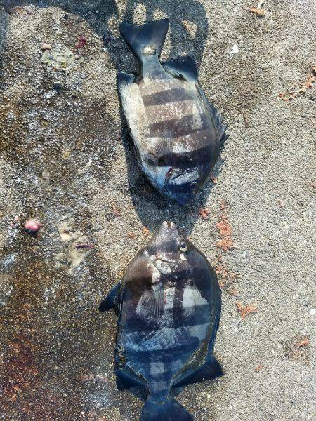 またまた、兵庫突定♪(笑)