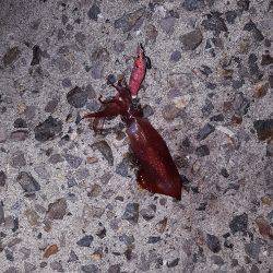 秋アオリ満喫？