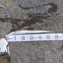 神戸渡船さんに乗りまして