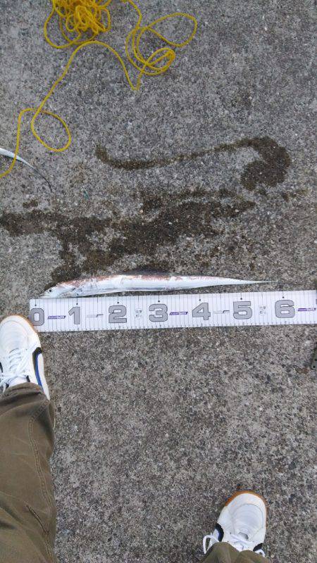 神戸渡船さんに乗りまして