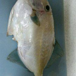 ポーアイ沖堤釣行