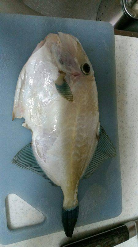 ポーアイ沖堤釣行