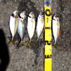 久しぶりのキャロアジ