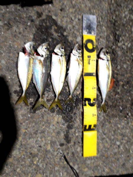 久しぶりのキャロアジ