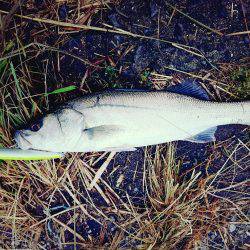 シーバスフィッシング