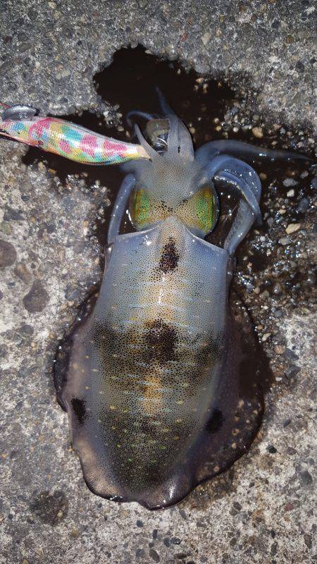 雨の中エギング！