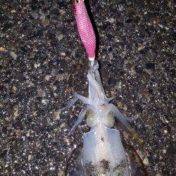 秋アオリが釣りたい～season3～