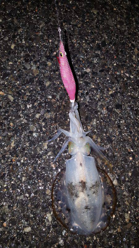 秋アオリが釣りたい～season3～