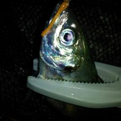 キャロアジ爆釣