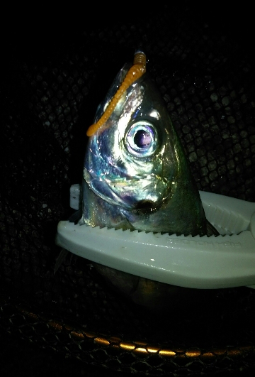 キャロアジ爆釣