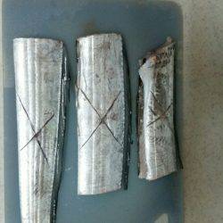 南港太刀魚調査