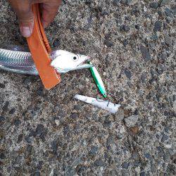 エギとタチウオ