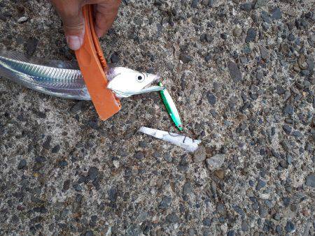 エギとタチウオ