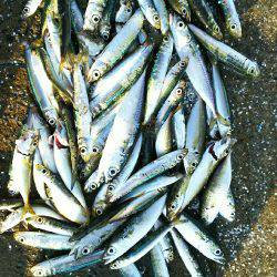 シーサイドコスモエサ無しサビキで70匹以上