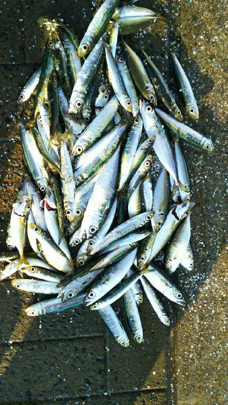 シーサイドコスモエサ無しサビキで70匹以上