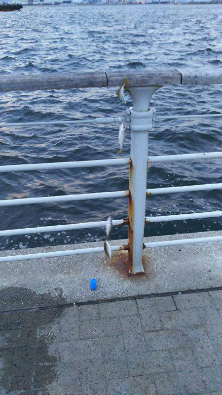 シーサイドコスモ アジ爆釣