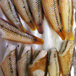 カワハギ、スタート。キュウセン20cm