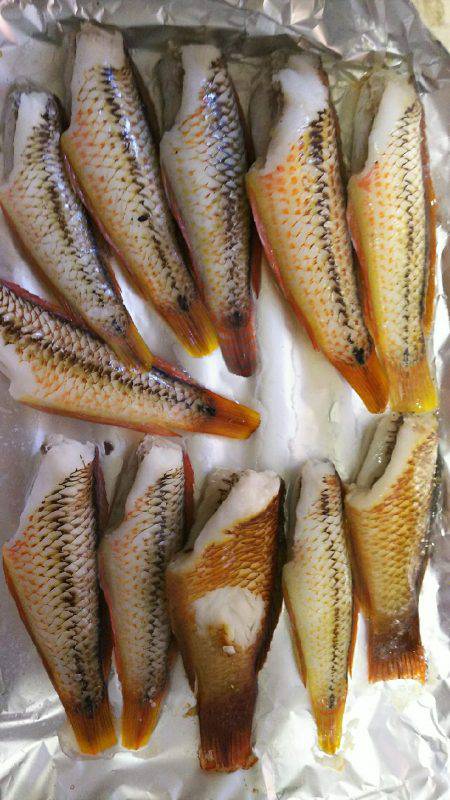 カワハギ、スタート。キュウセン20cm