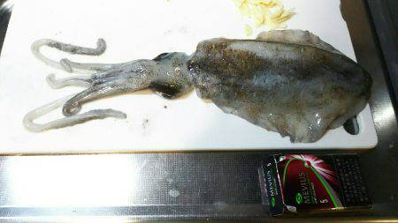 エギング&ハタゲーム