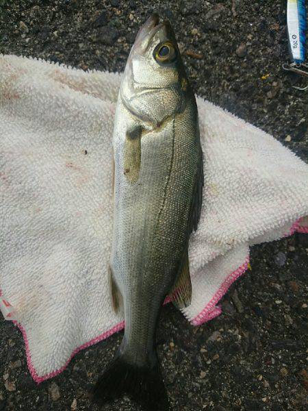 朝マズメ ライトショアジギング