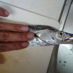 シーサイドコスモで初タチウオ