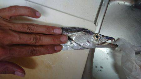 シーサイドコスモで初タチウオ