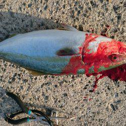 届かないナブラ