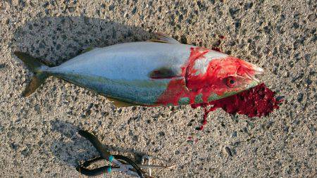 届かないナブラ