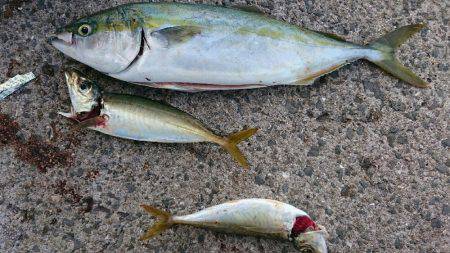 炸裂小太刀狩り‼