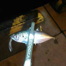 小アジ一投一匹