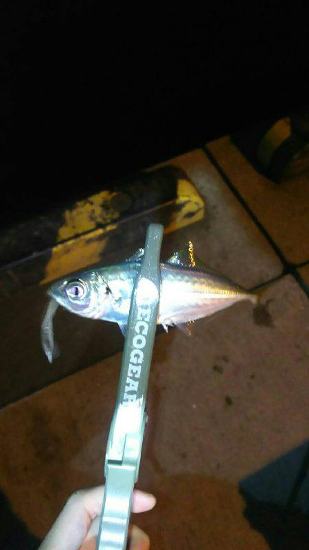 小アジ一投一匹