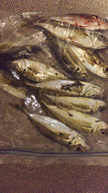 アジング中毒⁉️