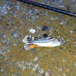 久々のキビレゲーム