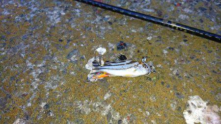 久々のキビレゲーム